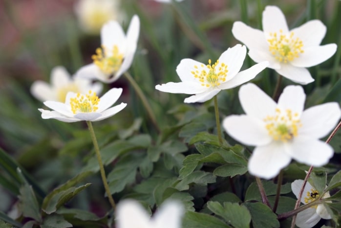 Buschwindröschen - Anemone nemorosa