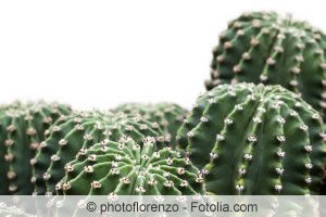 Echinopsis