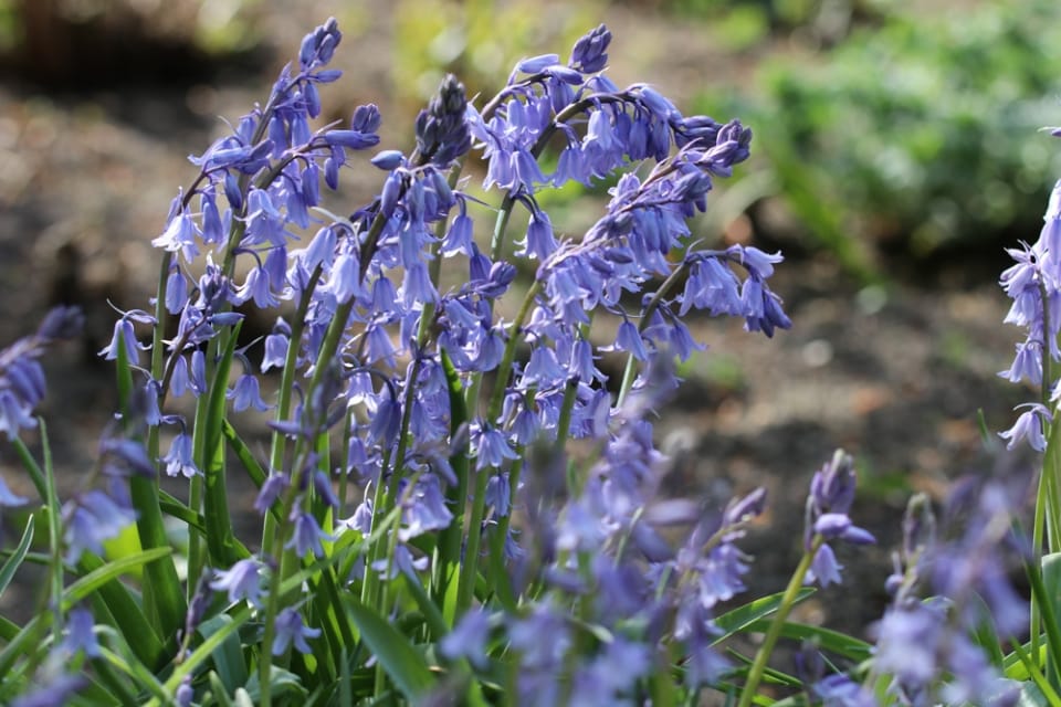 Spanisches Hasenglöckchen, Hyacinthoides hispanica PflegeTipps