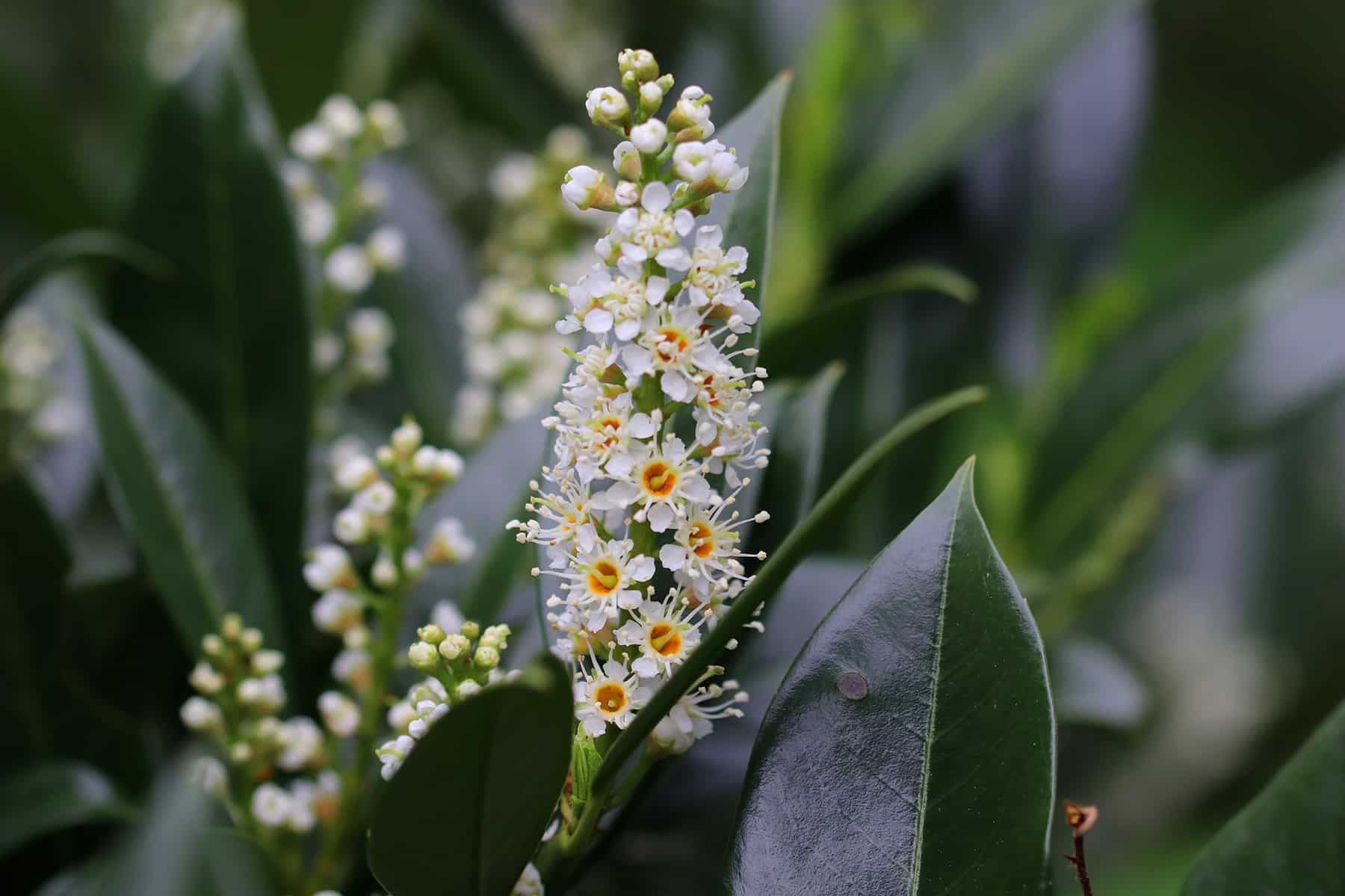 Kirschlorbeerkirsche - Prunus laurocerasus