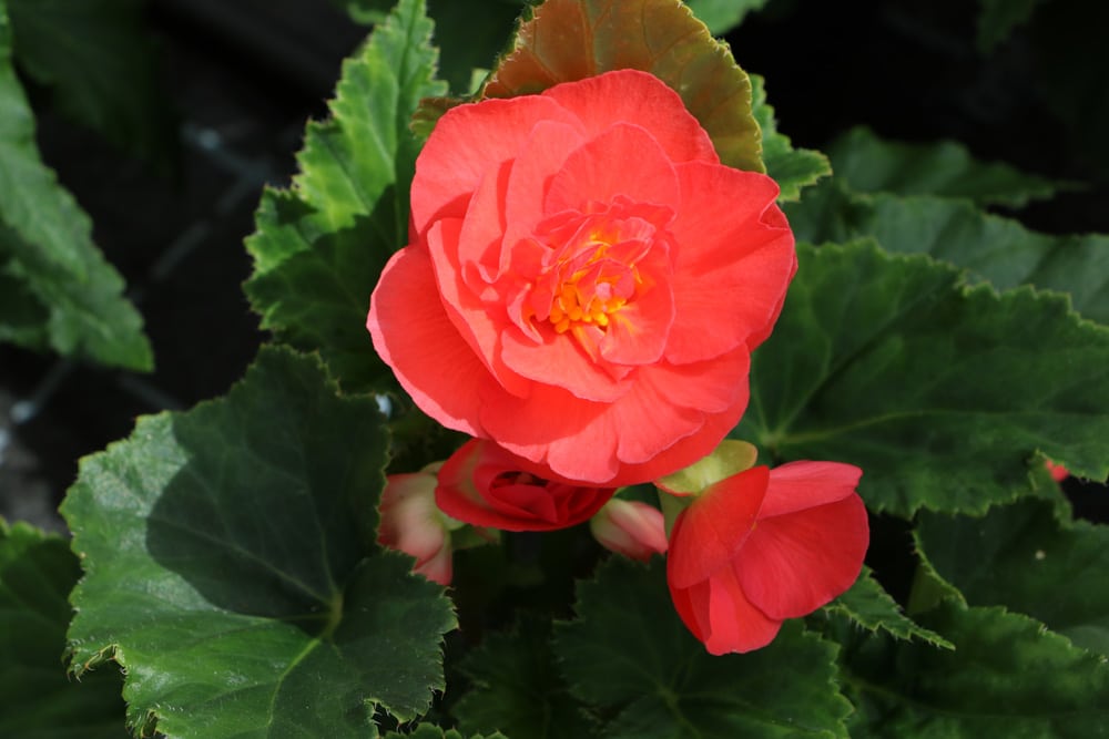 Knollenbegonie Begonia tuberhybrida