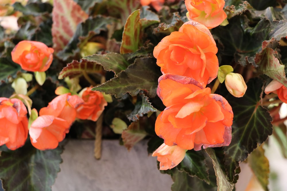 Knollenbegonie - Begonia tuberhybrida