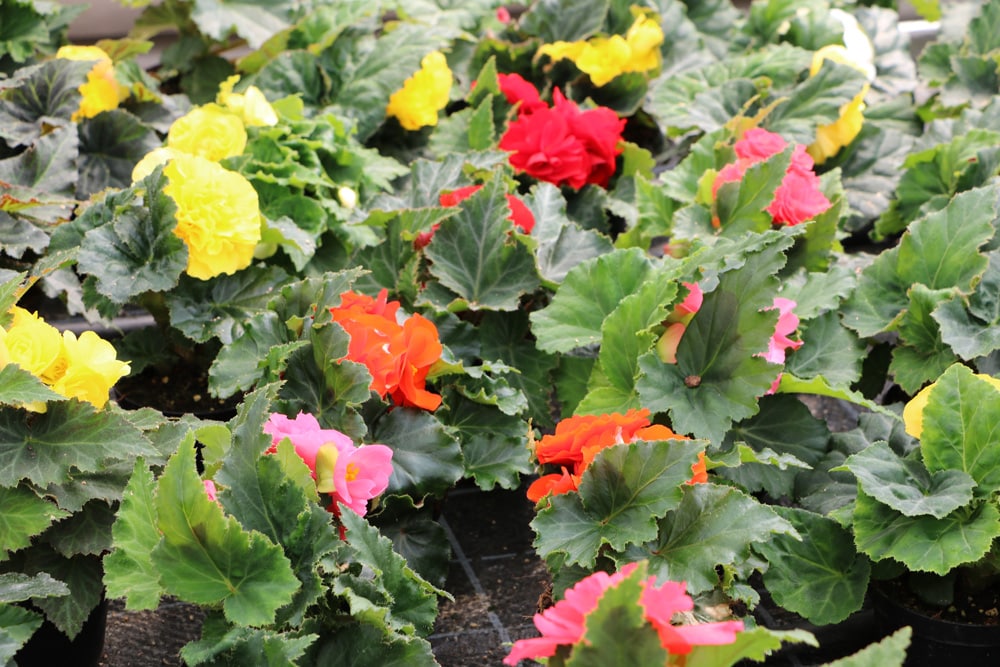 Knollenbegonie - Begonia tuberhybrida