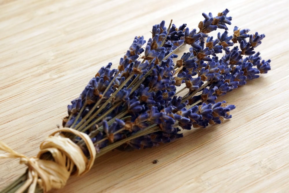 Lavendel