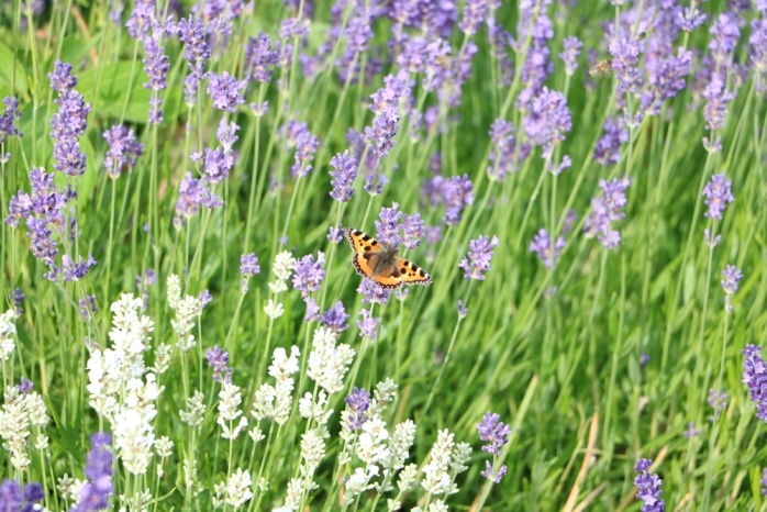 Lavendel Schmetterling