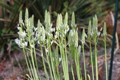 Milchstern - Ornithogalum