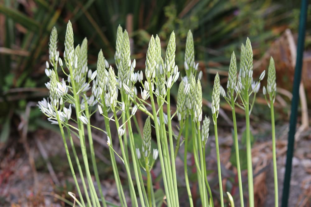 Dolden-Milchstern, Ornithogalum umbellatum - Pflege - Hausgarten.net