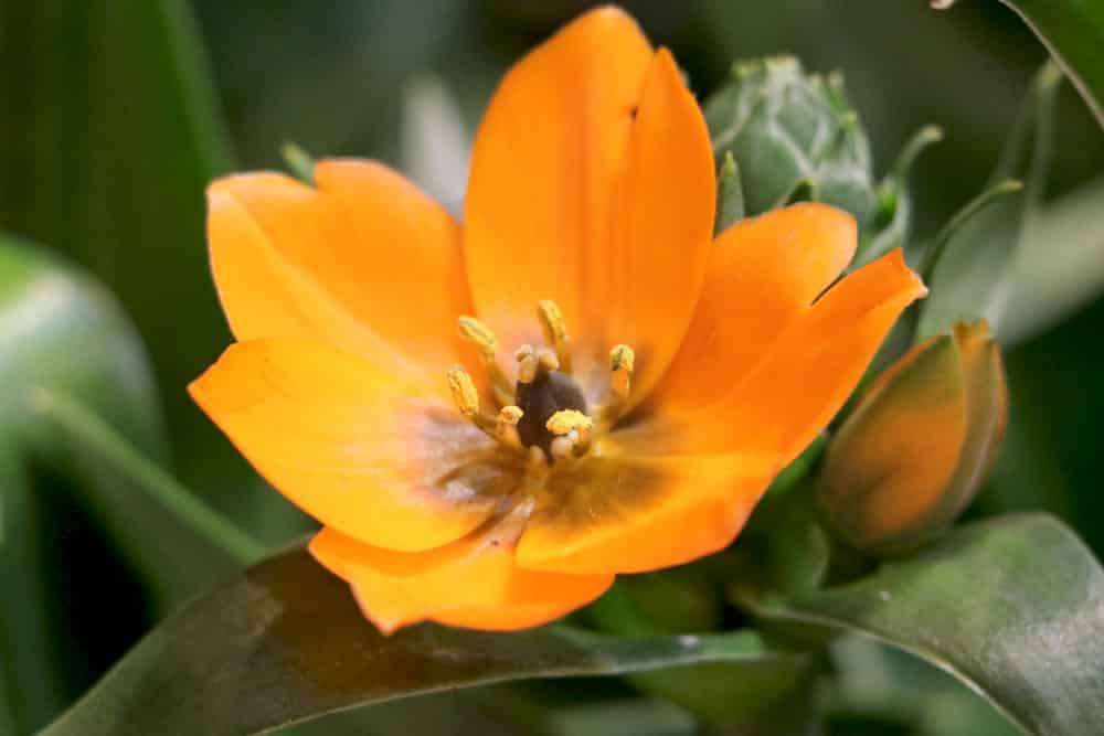 Milchstern - Ornithogalum