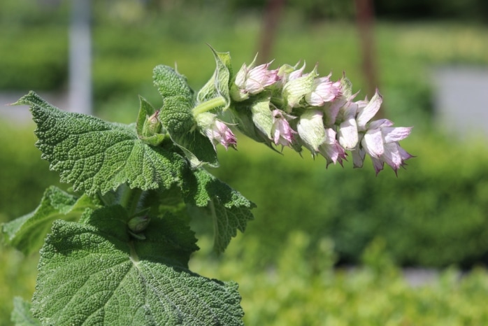 Muskatellersalbei Salvia sclarea