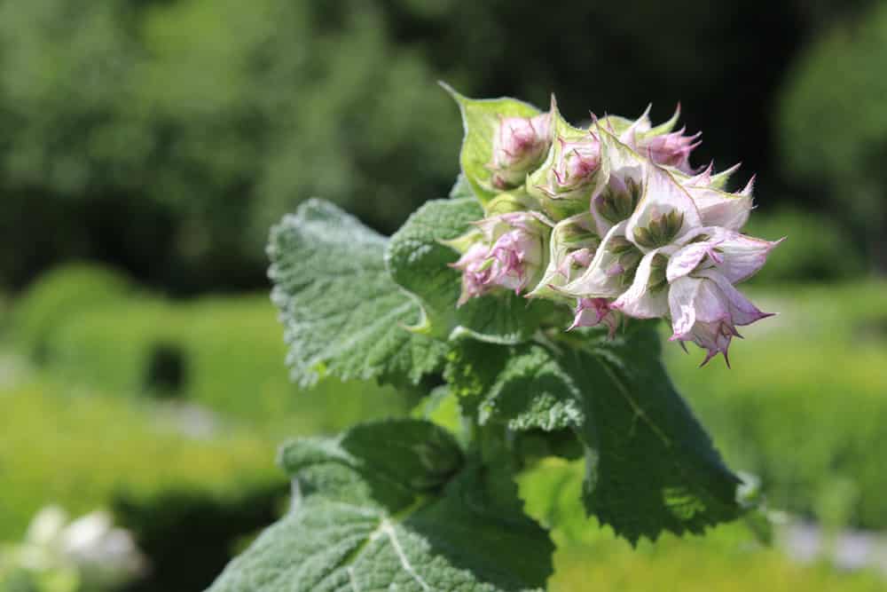 Muskatellersalbei Salvia sclarea