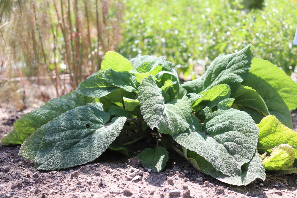 Muskatellersalbei Salvia sclarea