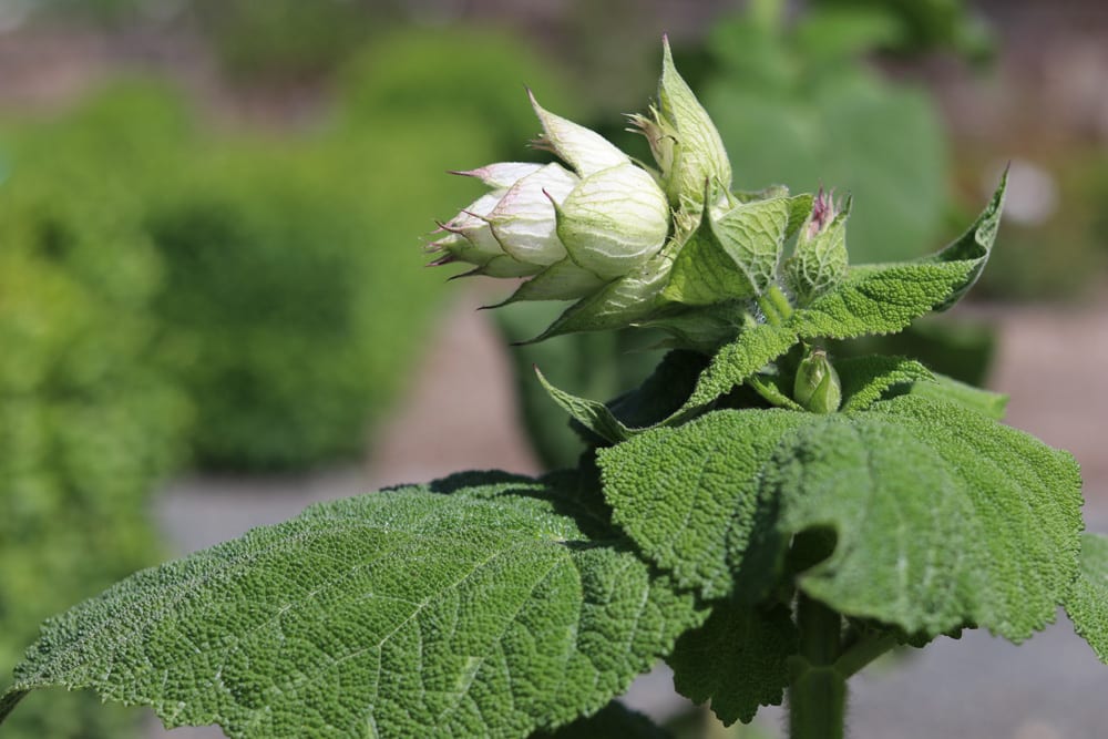 Muskatellersalbei Salvia sclarea