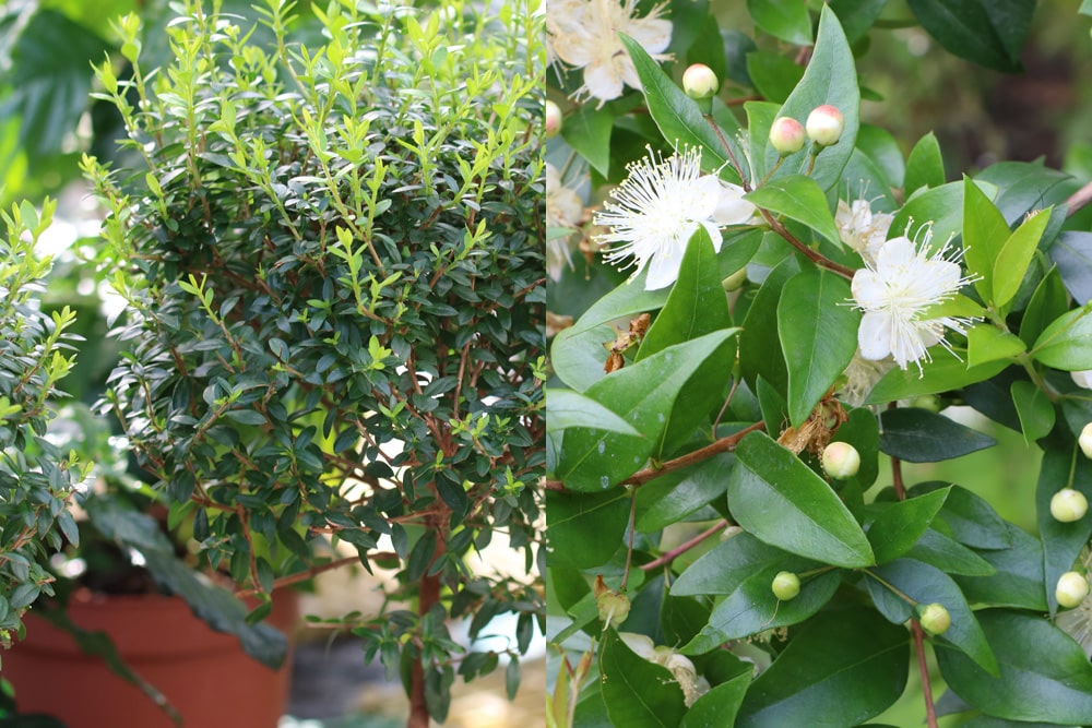 Myrte - Myrtus communis