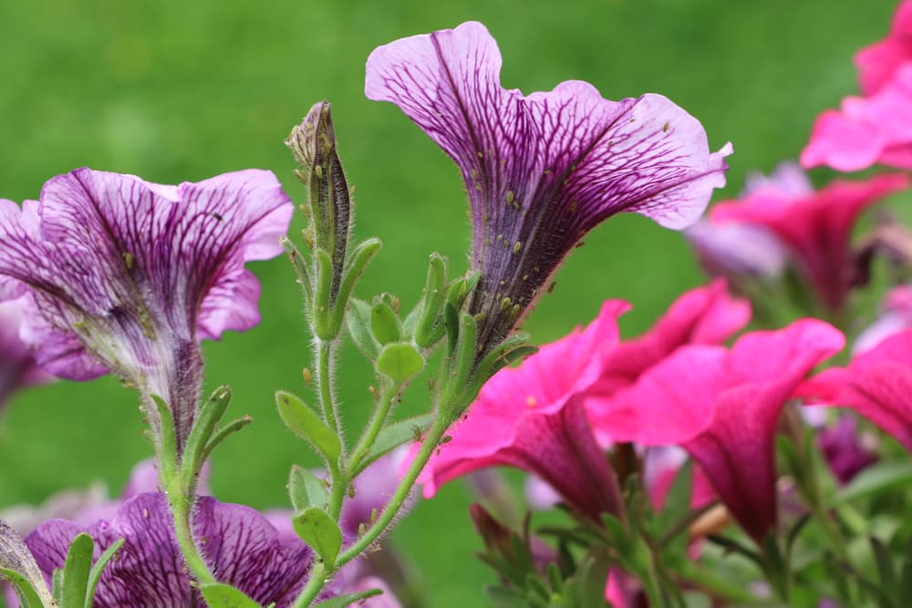 Petunien - Petunia