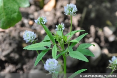 Schabzigerklee - Trigonella caerulea