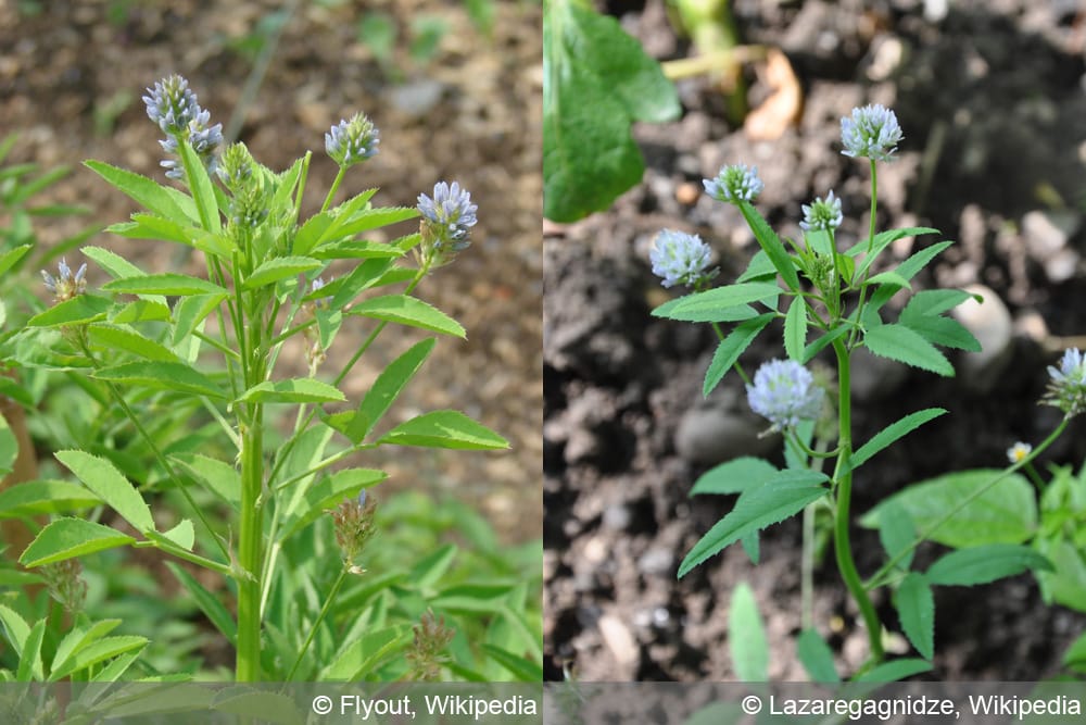 Schabzigerklee Trigonella caerulea