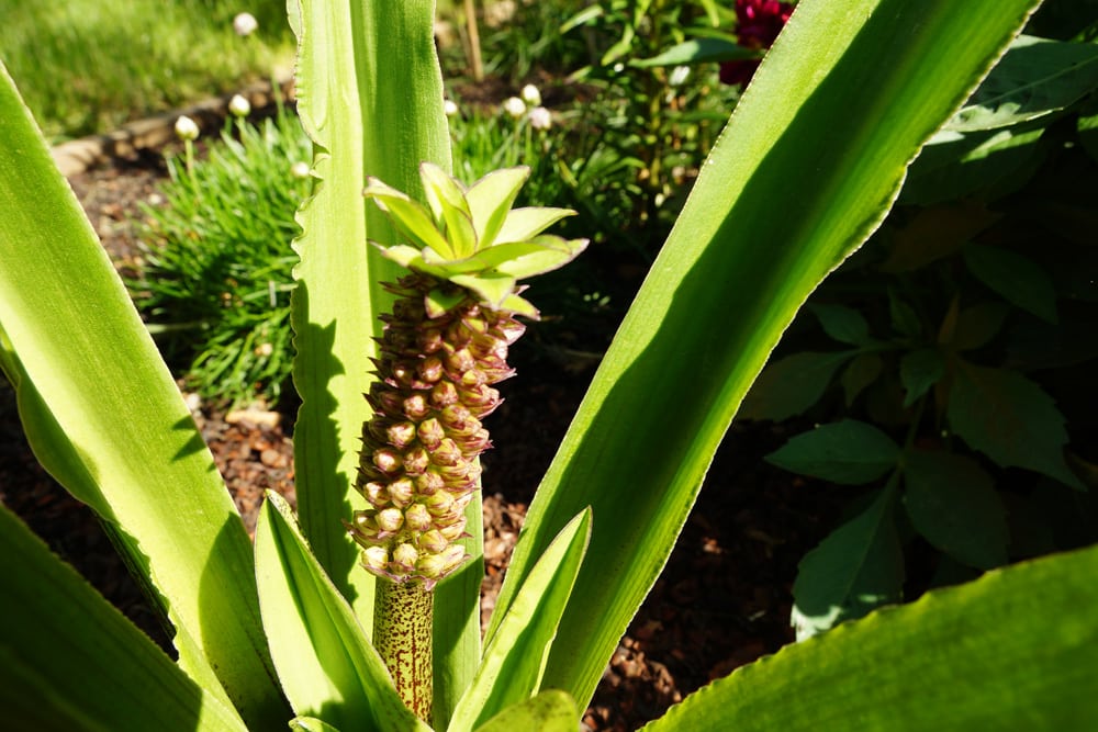 Schopflilie - Ananasblume - Ananaslilie - Eucomis