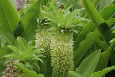 Schopflilie - Ananasblume - Ananaslilie - Eucomis