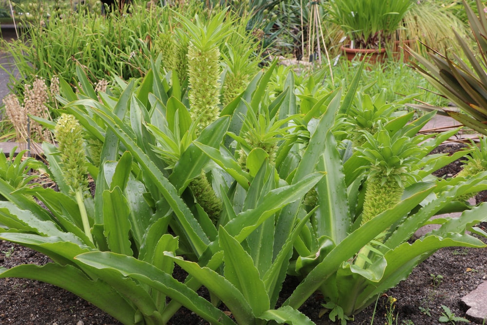 Schopflilie - Ananasblume - Ananaslilie - Eucomis