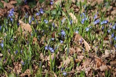 Scilla bifolia - Blaustern