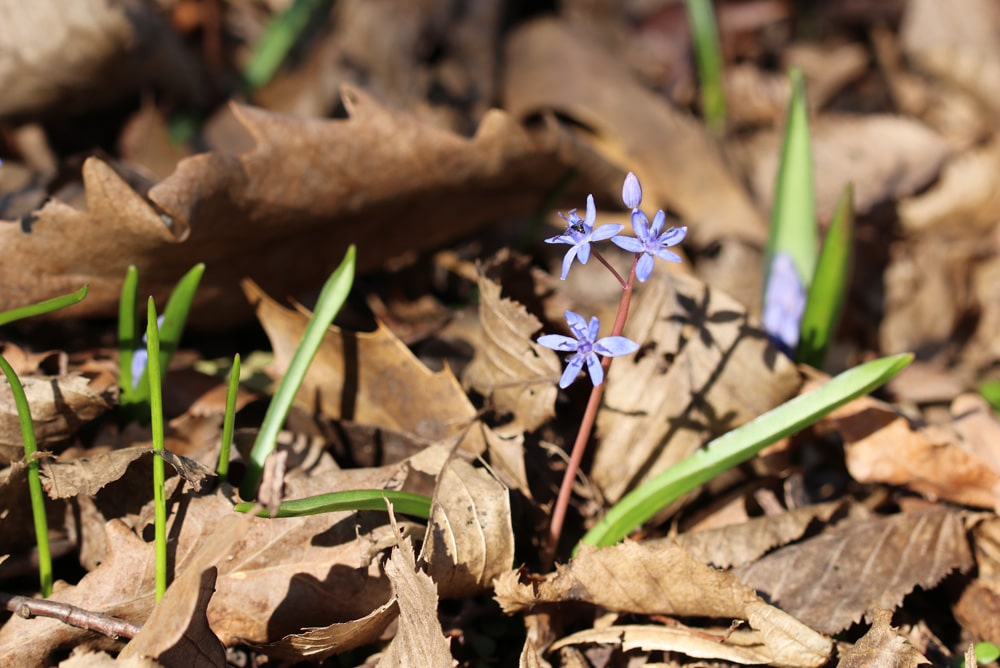 Scilla bifolia - Blaustern