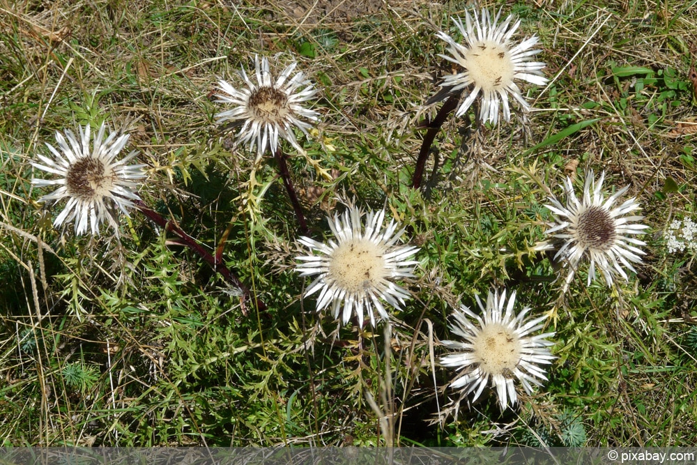 Silberdistel - Carlina acaulis