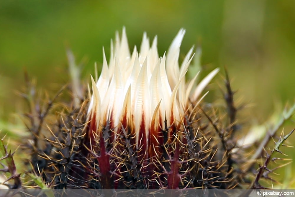 Silberdistel - Carlina acaulis