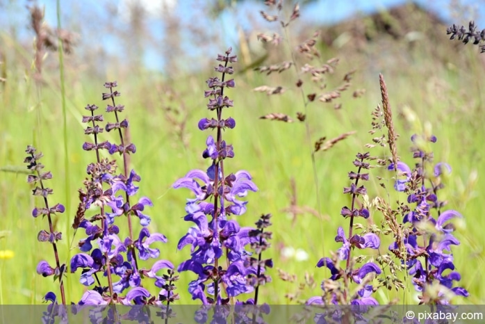 Wiesensalbei