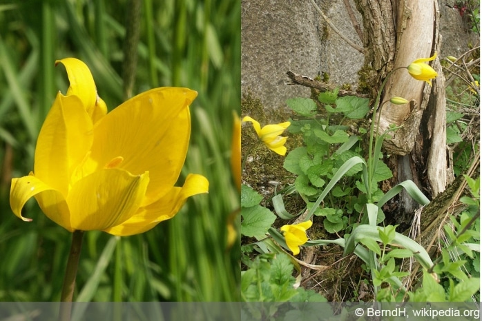 wilde Tulpe - Tulipa sylvestris