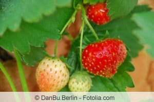 Erdbeeren