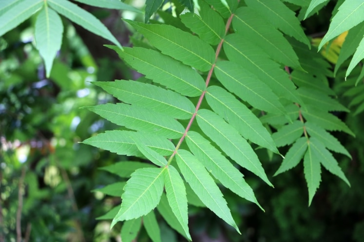 Essigbaum loswerden so schneiden und vernichten Sie richtig