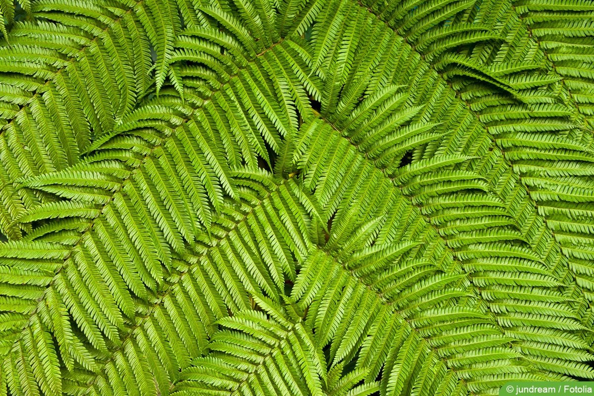 Baumfarn - Cyatheales