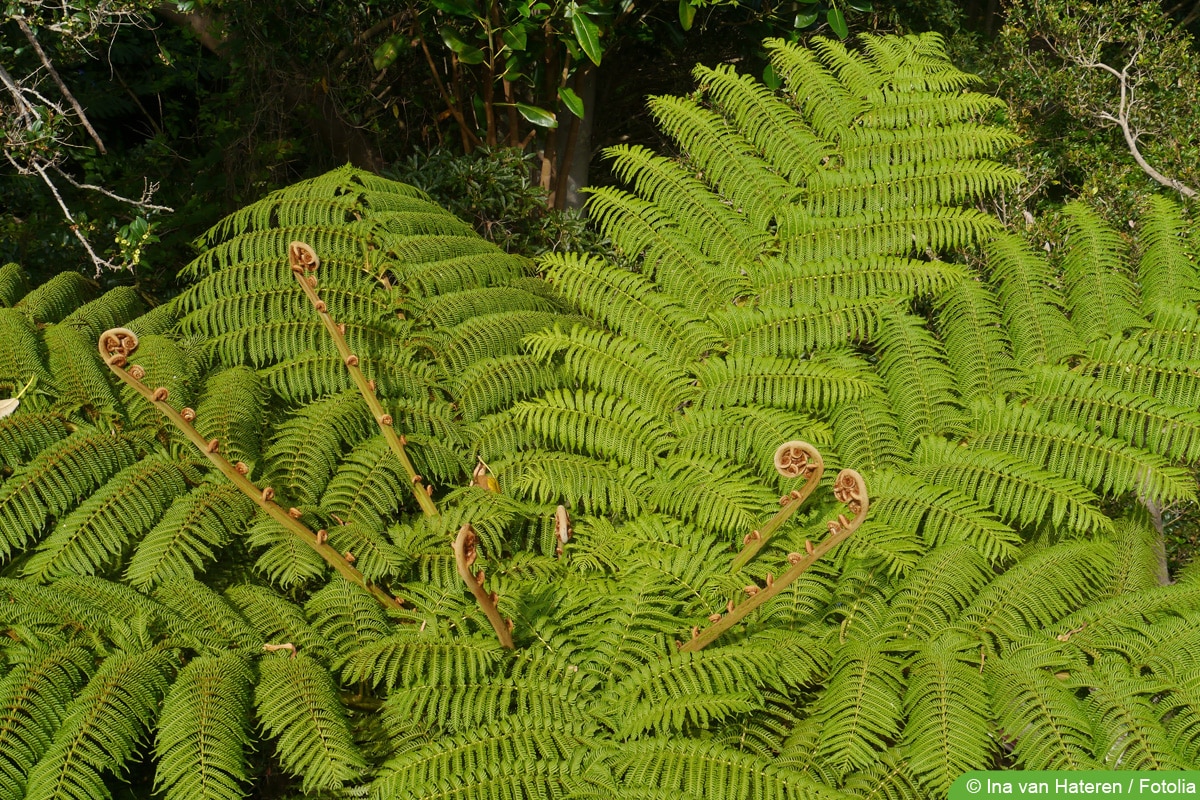 Baumfarn, Cyatheales: Steckbrief und Sorten - Hausgarten.net