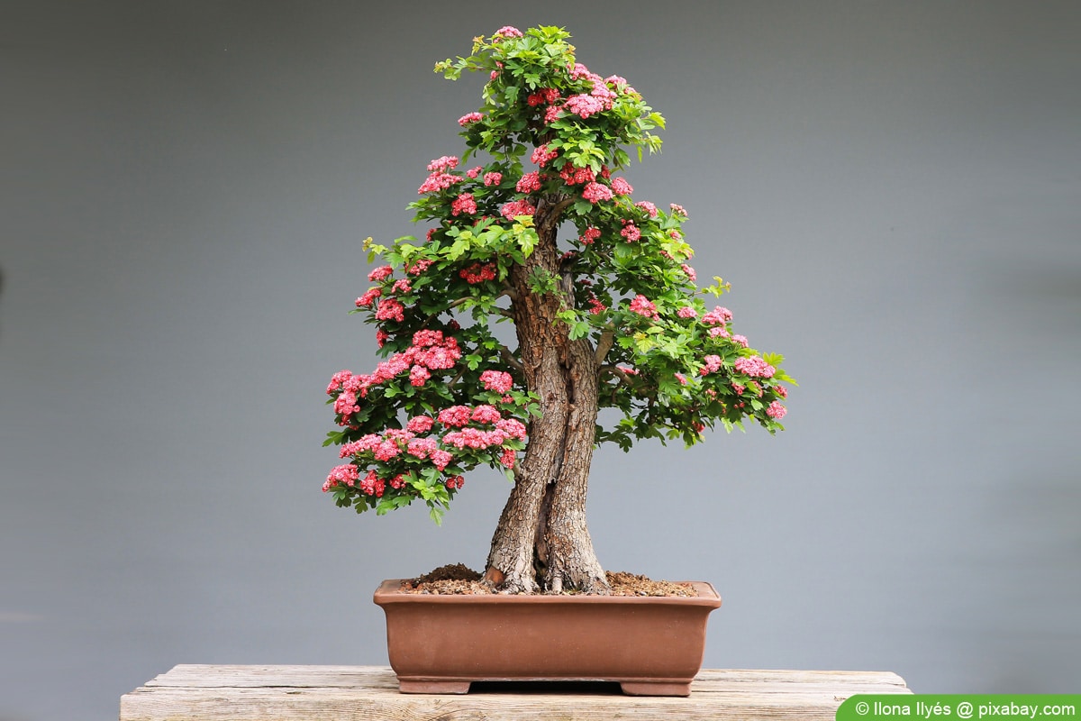 Bonsai-Erde selber machen