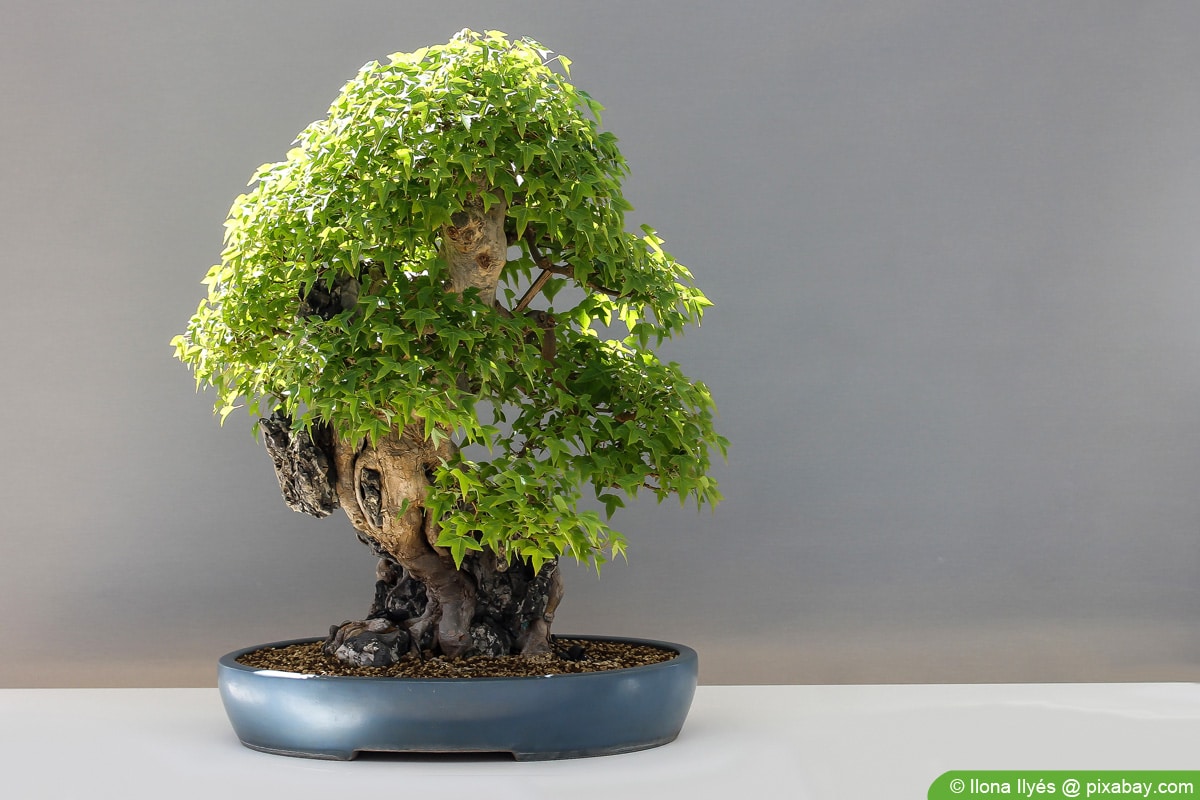 Bonsai-Erde selber mischen