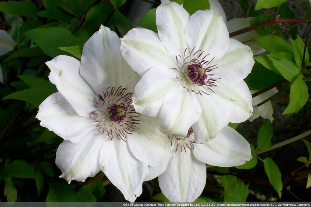 Clematis - Waldrebe - Miss Bateman