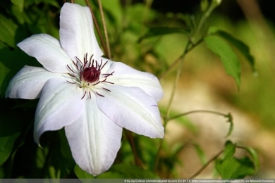 Waldrebe, Clematis 'Miss Bateman'