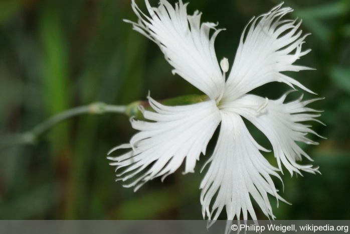 Federnelke - Dianthus plumarius