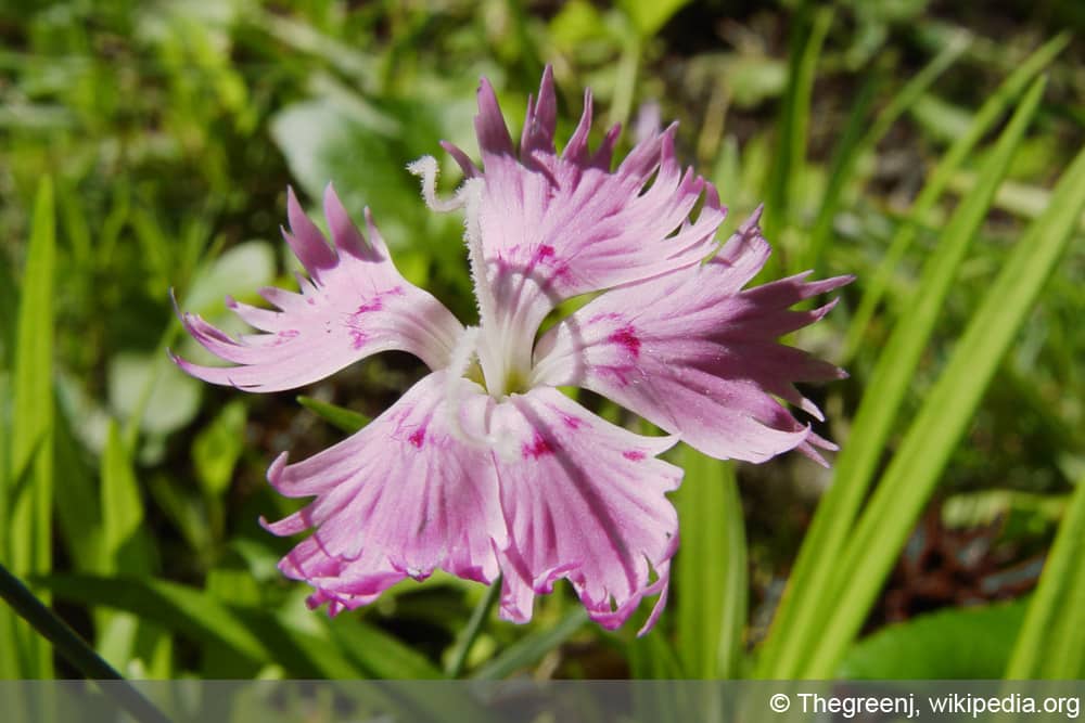 Federnelke - Dianthus plumarius