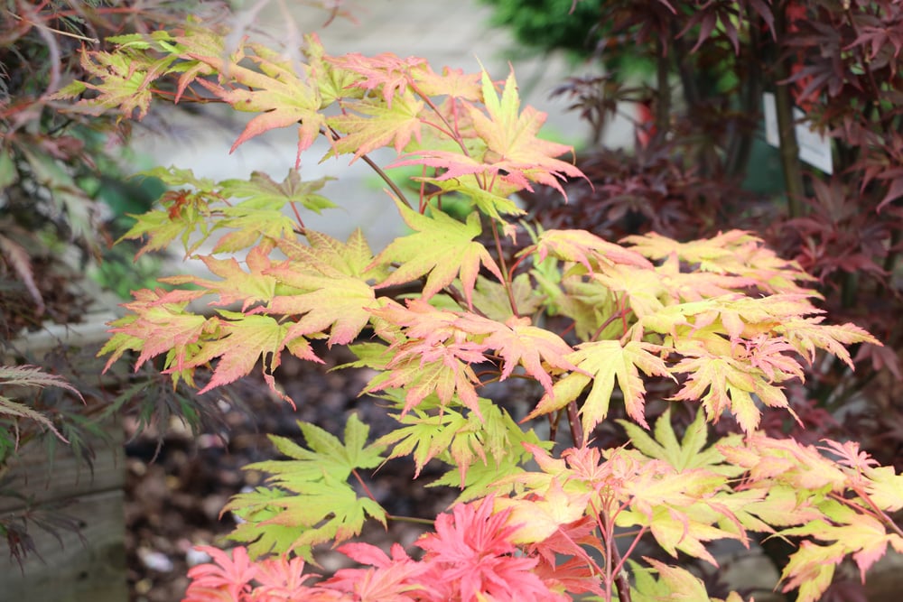 japanischer Fächerahorn - Aacer palmatum