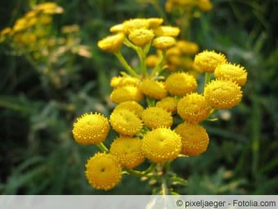 Tanacetum vulgare Blüten