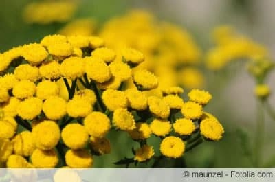 Tanacetum vulgare