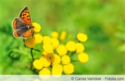 Rainfarn mit Schmetterling