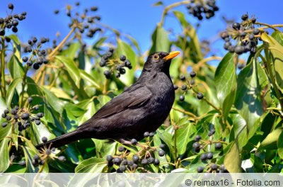 vogelschutz hecke