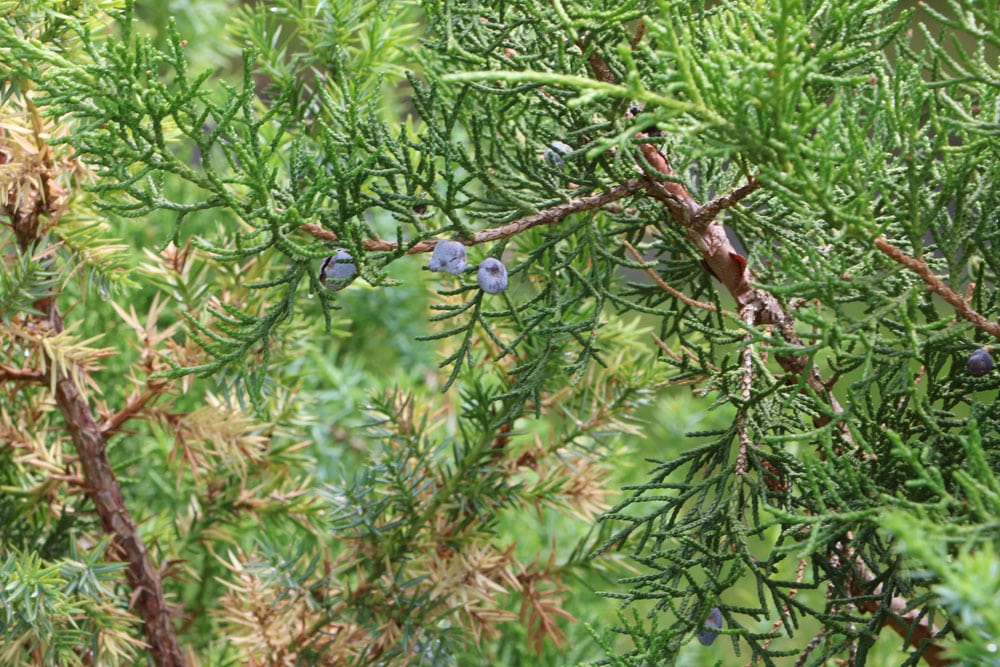 Wacholder schneiden - als Hecke, Bonsai und Solitrpflanze - Hausgarten.net