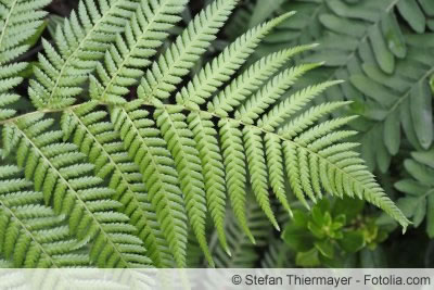 Wedel von Dryopteris