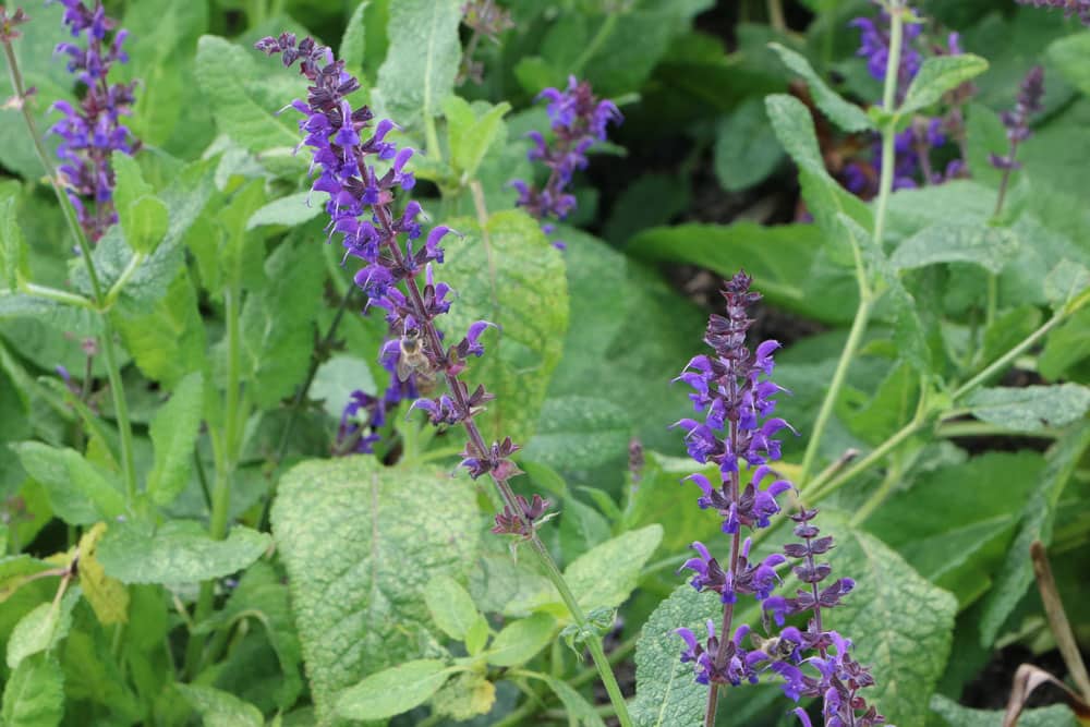 Hain-Salbei, Steppen-Salbei, Salvia nemorosa