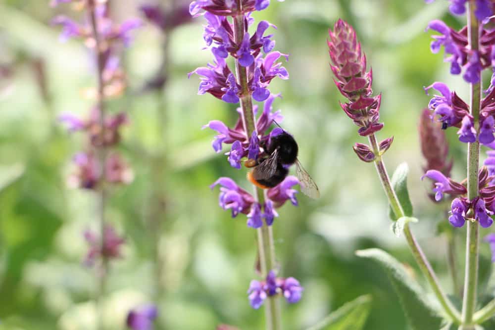 Hain-Salbei, Steppen-Salbei, Salvia nemorosa