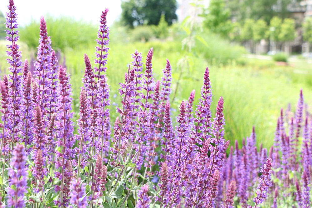 Hain-Salbei, Steppen-Salbei, Salvia nemorosa - Pflege und Schnitt -  Hausgarten.net