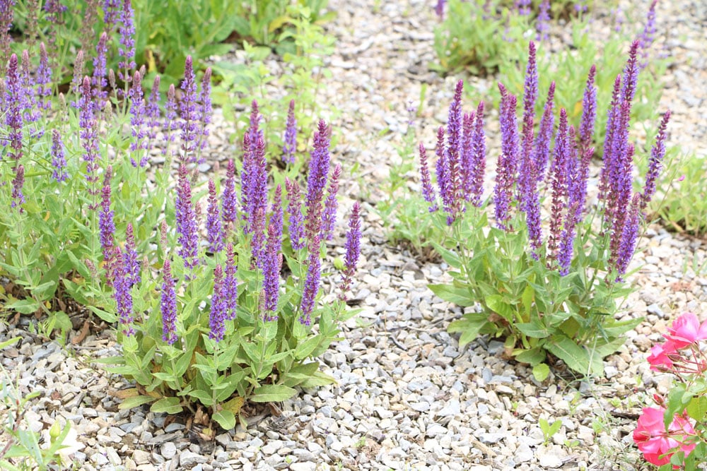 Hain-Salbei, Steppen-Salbei, Salvia nemorosa